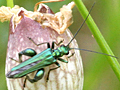 Oedemera nobilis